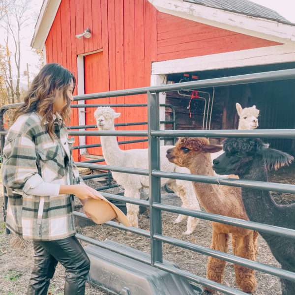 Alpaca feeding at Vermont farm leaf peeping trip