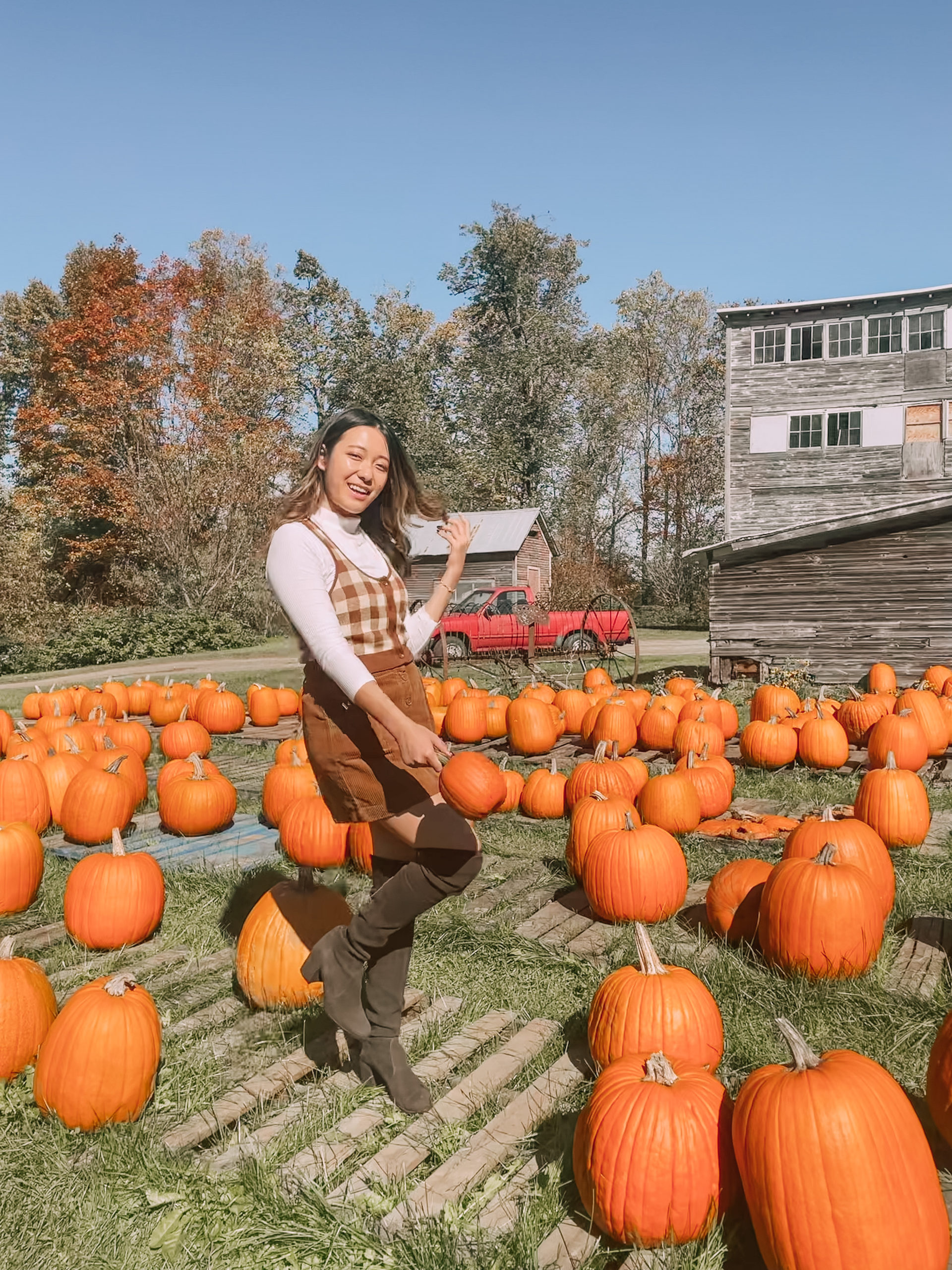 Shaw's Market Stowe, Vermont pumpkin patch